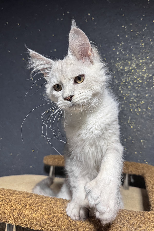Pepe | Polydactyl Maine Coon Kitten