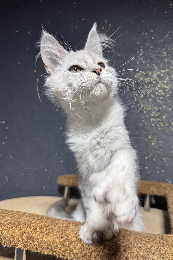 Pepe | Polydactyl Maine Coon Kitten