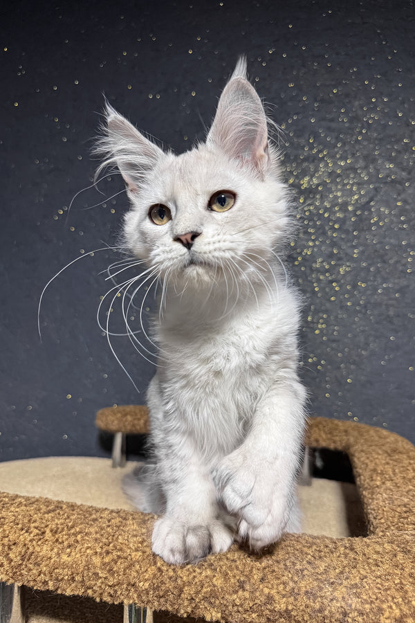 Pepe | Polydactyl Maine Coon Kitten