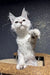Pepe | Polydactyl Maine Coon Kitten