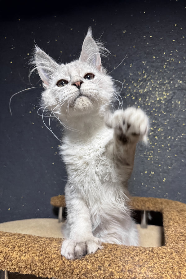 Pepe | Polydactyl Maine Coon Kitten