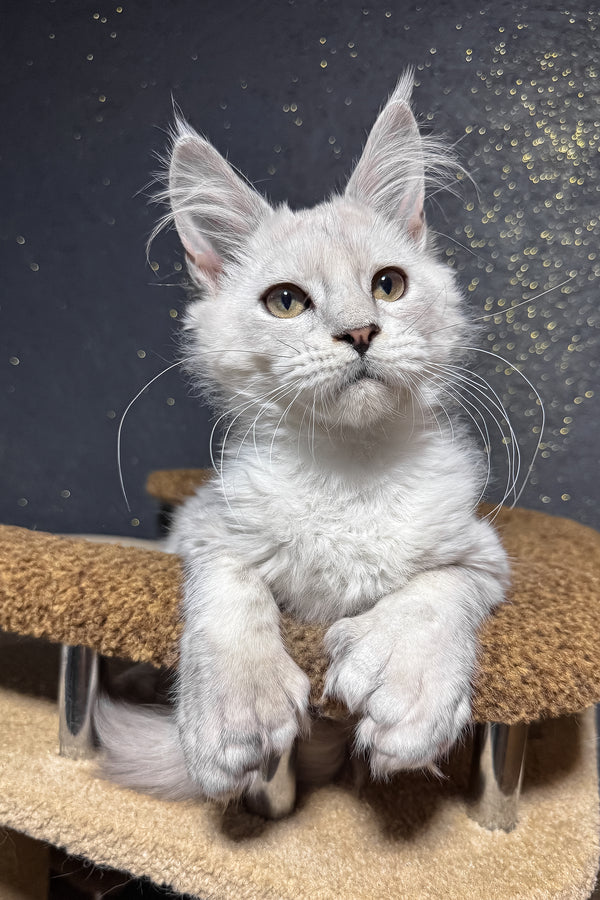 Pepe | Polydactyl Maine Coon Kitten
