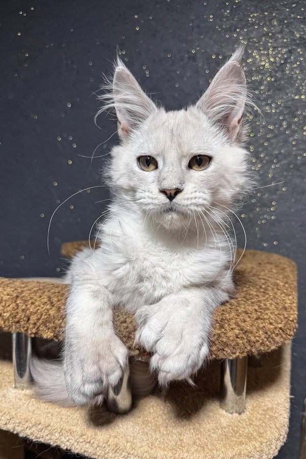 Pepe | Polydactyl Maine Coon Kitten