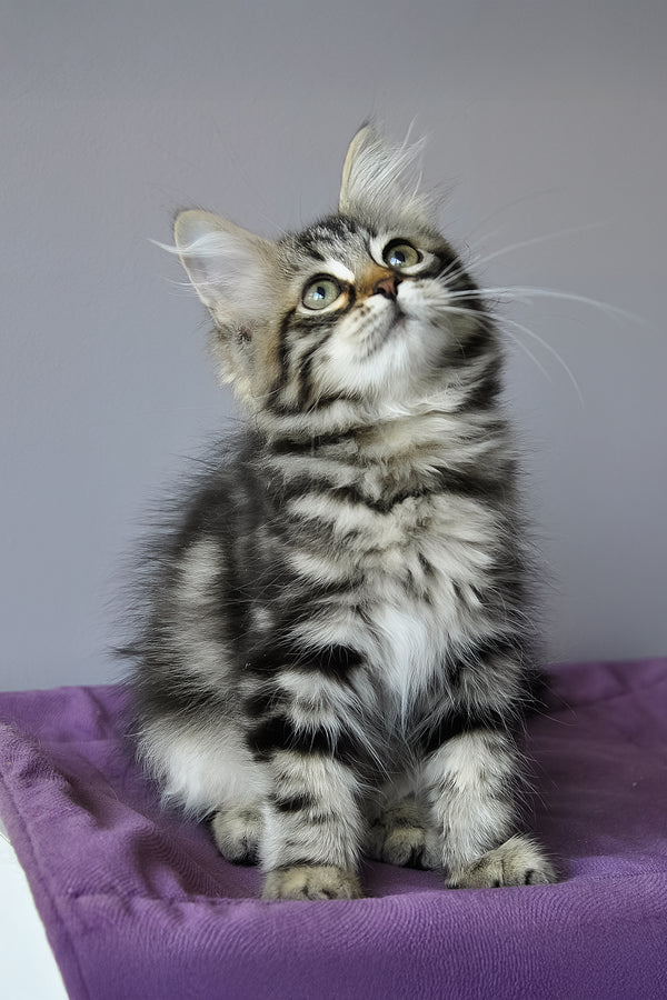 Peppi | Siberian Kitten