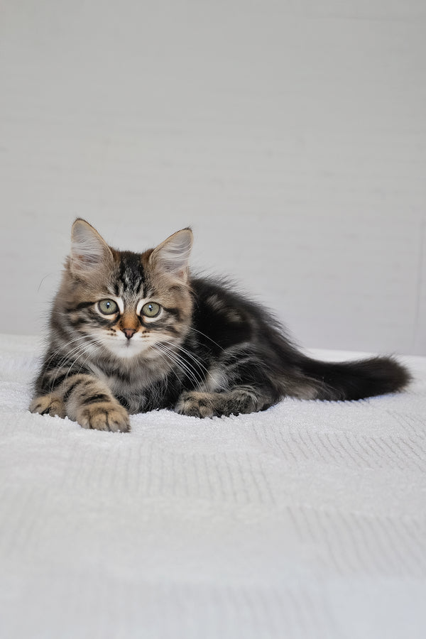 Peppi | Siberian Kitten