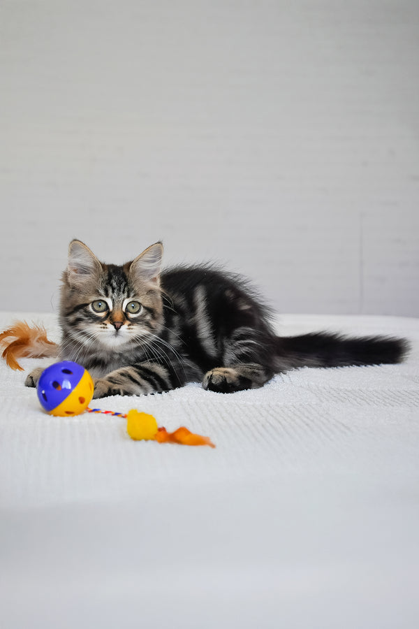 Peppi | Siberian Kitten