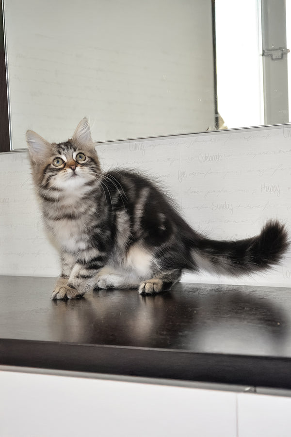 Peppi | Siberian Kitten