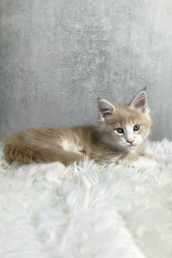 Perry | Maine Coon Kitten