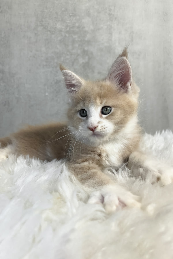 Perry | Maine Coon Kitten