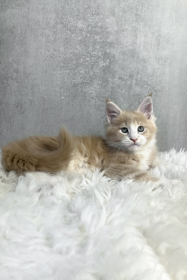 Perry | Maine Coon Kitten