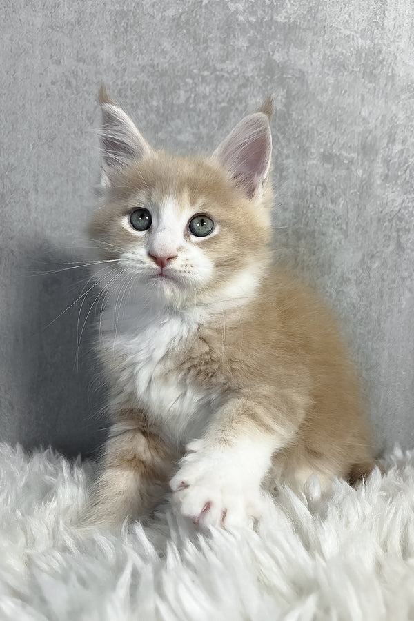 Perry | Maine Coon Kitten