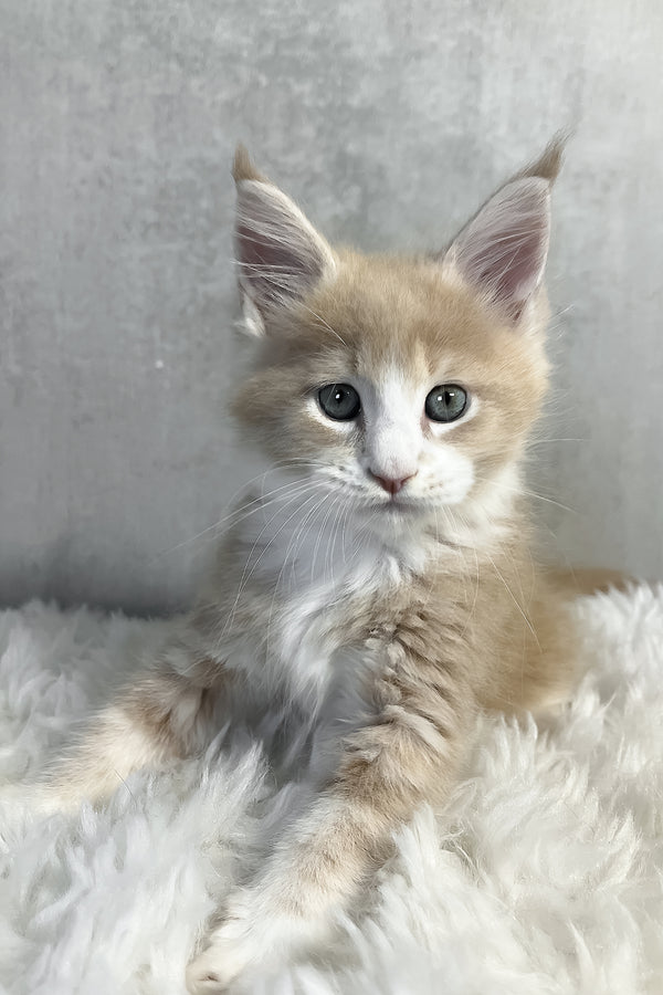 Perry | Maine Coon Kitten