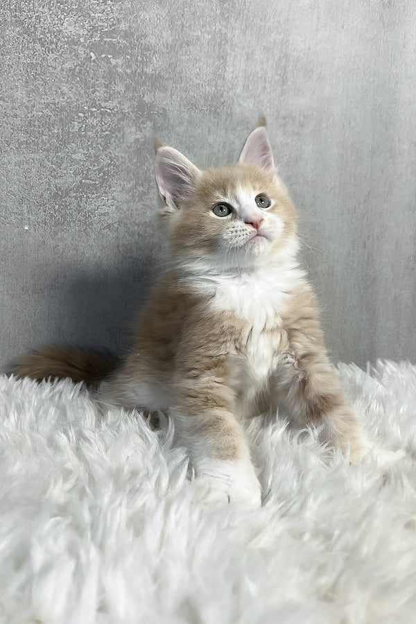 Perry | Maine Coon Kitten
