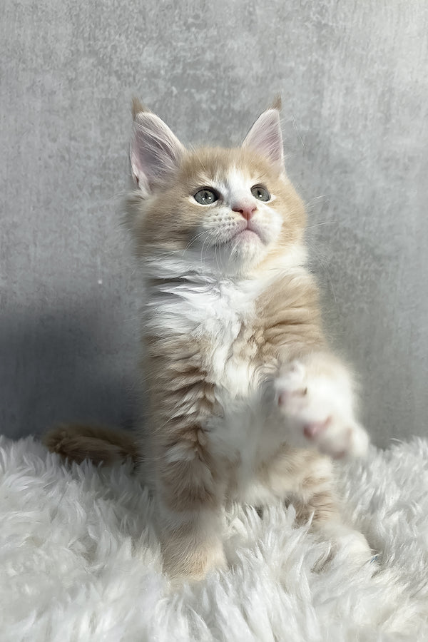 Perry | Maine Coon Kitten