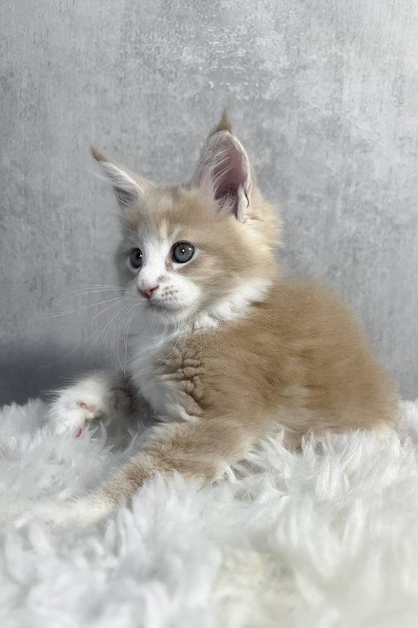 Perry | Maine Coon Kitten