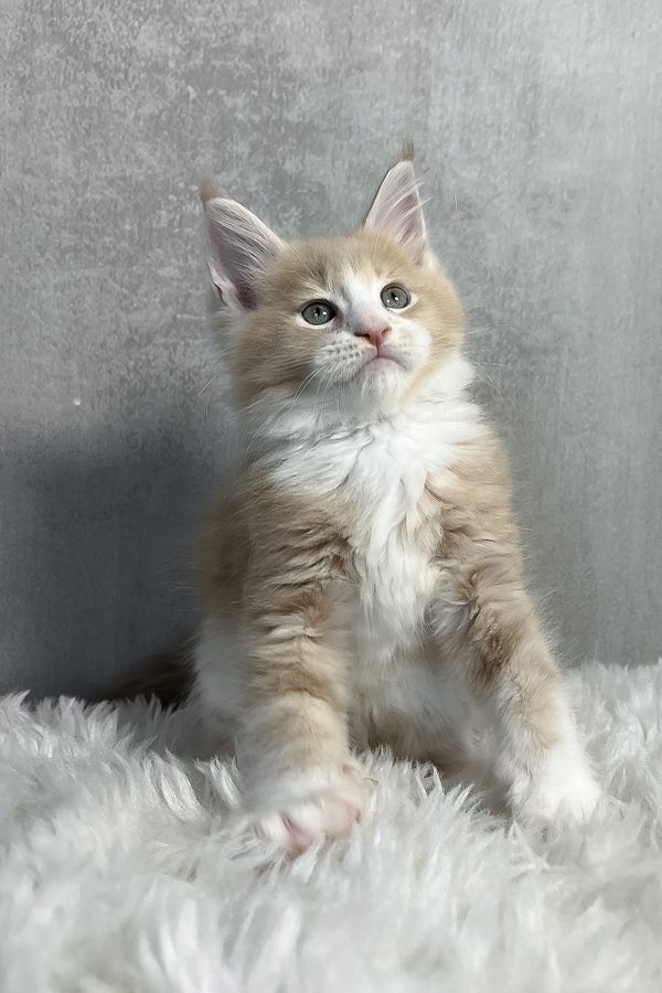 Perry | Maine Coon Kitten