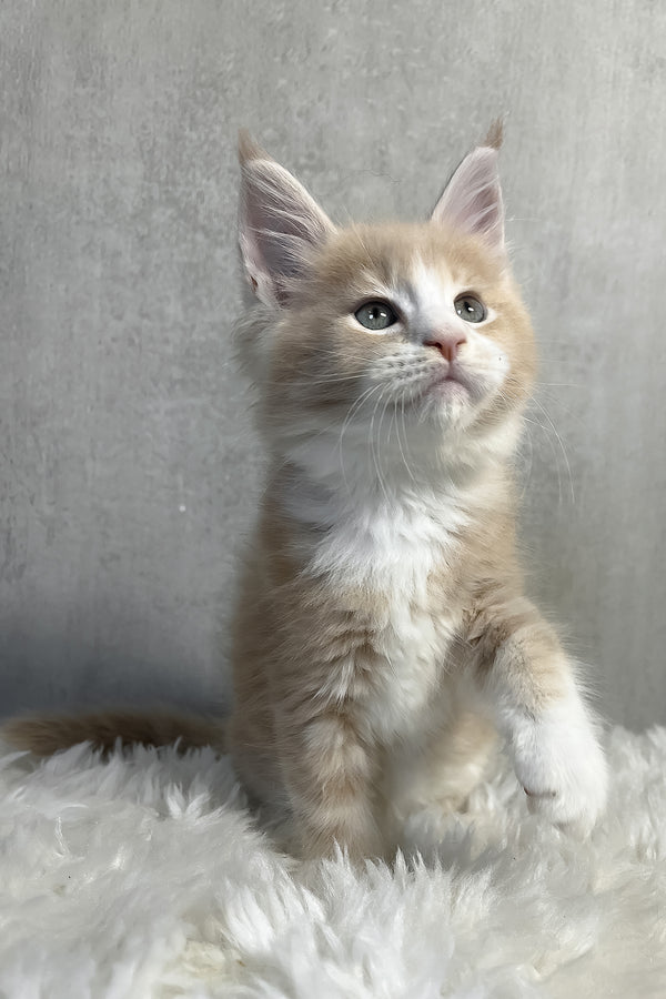 Perry | Maine Coon Kitten