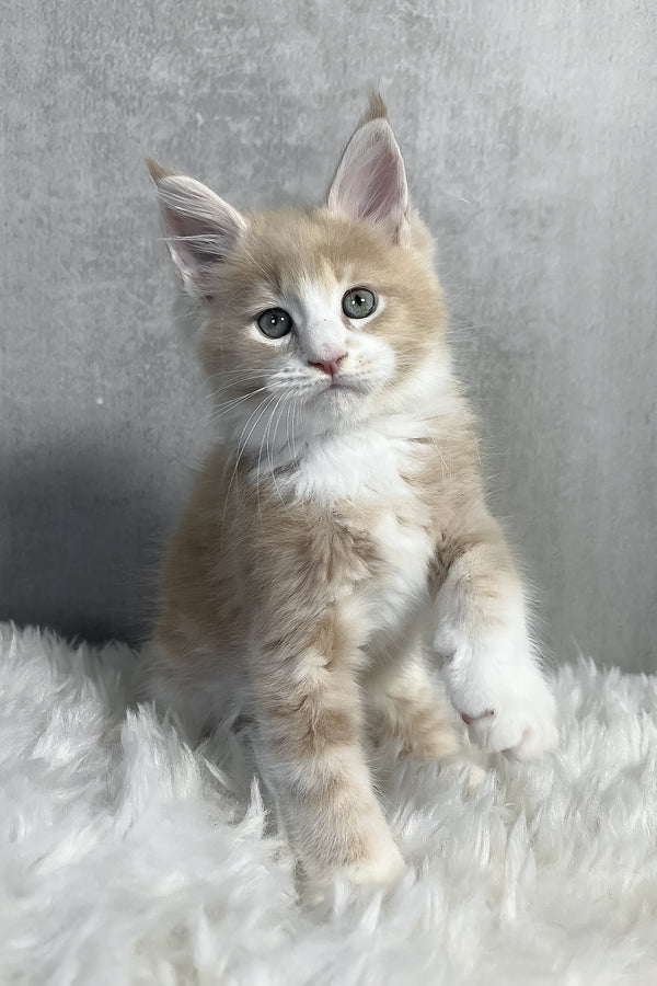 Perry | Maine Coon Kitten