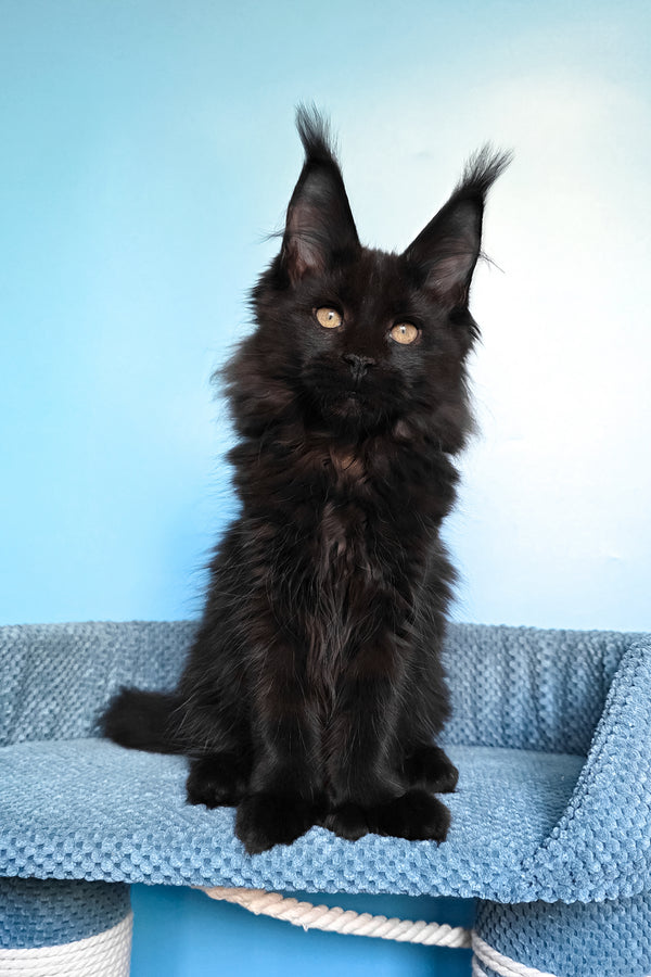 Persia | Polydactyl Maine Coon Kitten