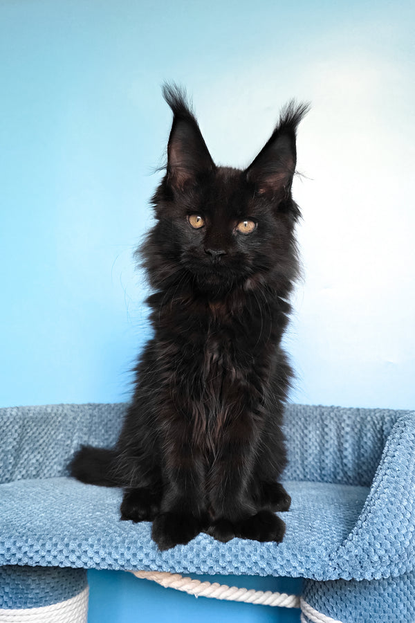 Persia | Polydactyl Maine Coon Kitten