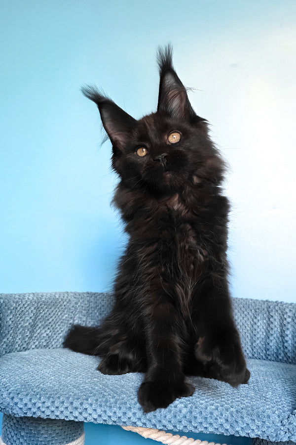 Persia | Polydactyl Maine Coon Kitten