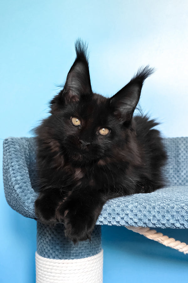 Persia | Polydactyl Maine Coon Kitten