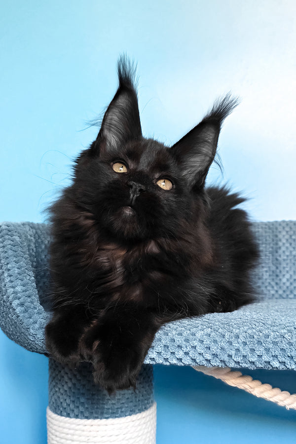Persia | Polydactyl Maine Coon Kitten