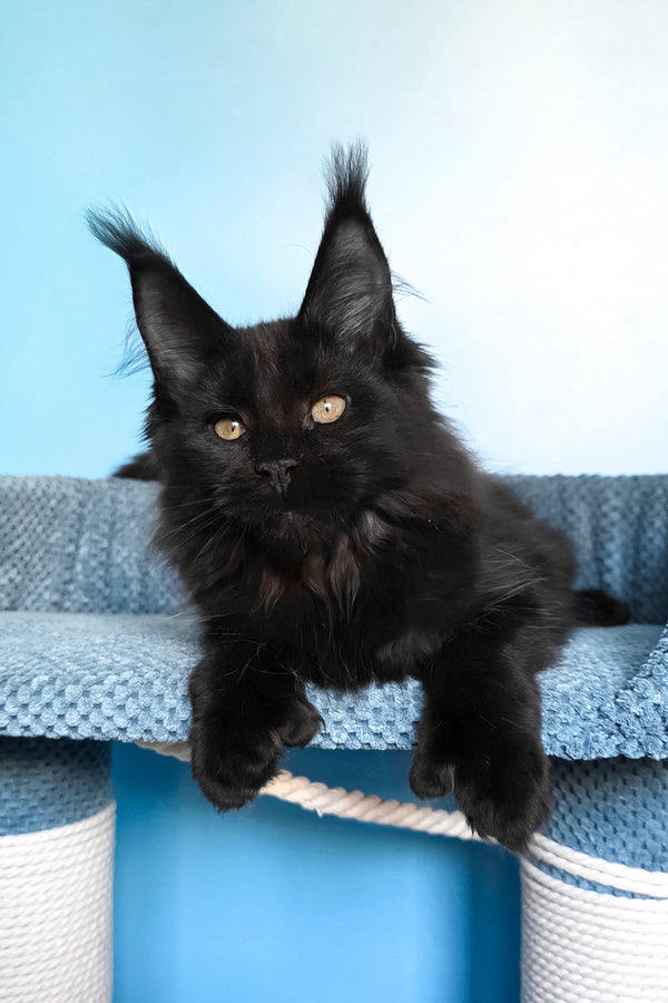 Persia | Polydactyl Maine Coon Kitten