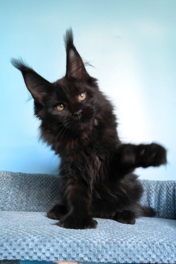Persia | Polydactyl Maine Coon Kitten