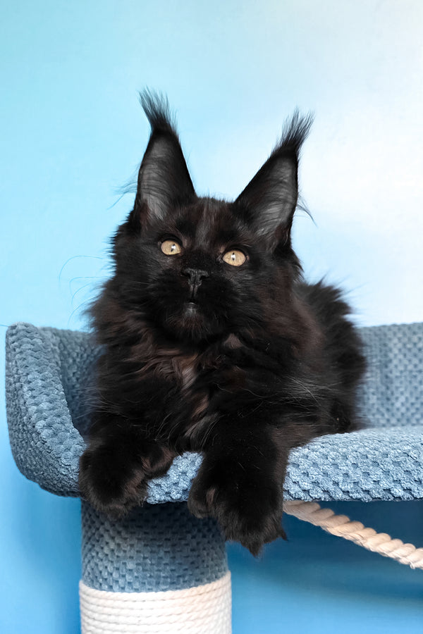 Persia | Polydactyl Maine Coon Kitten