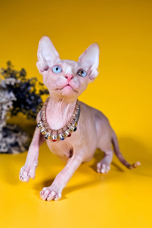 Pharaon | Canadian Sphynx Kitten