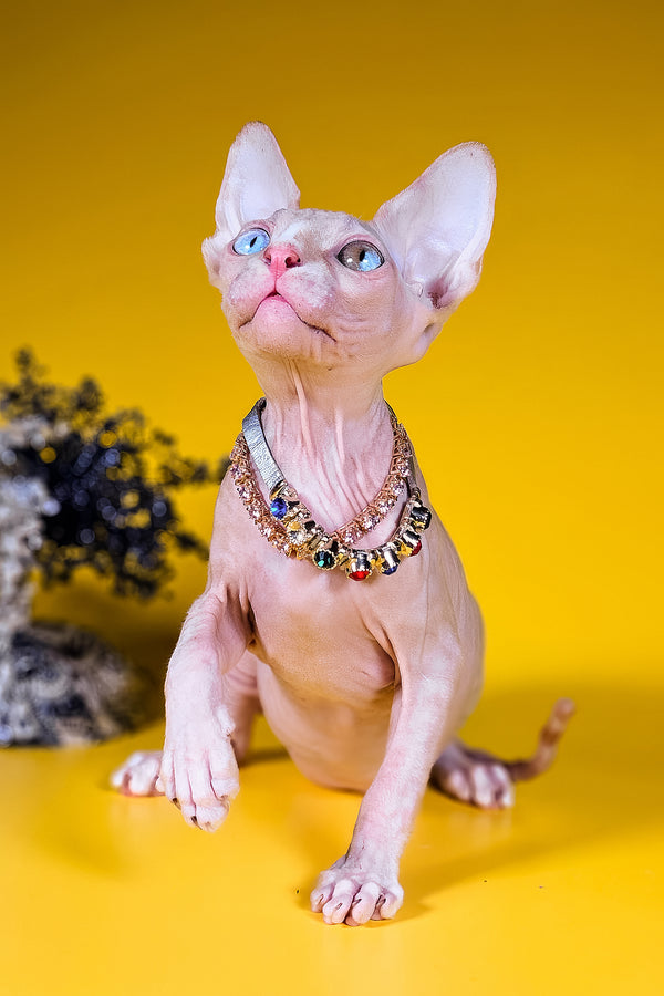 Pharaon | Canadian Sphynx Kitten