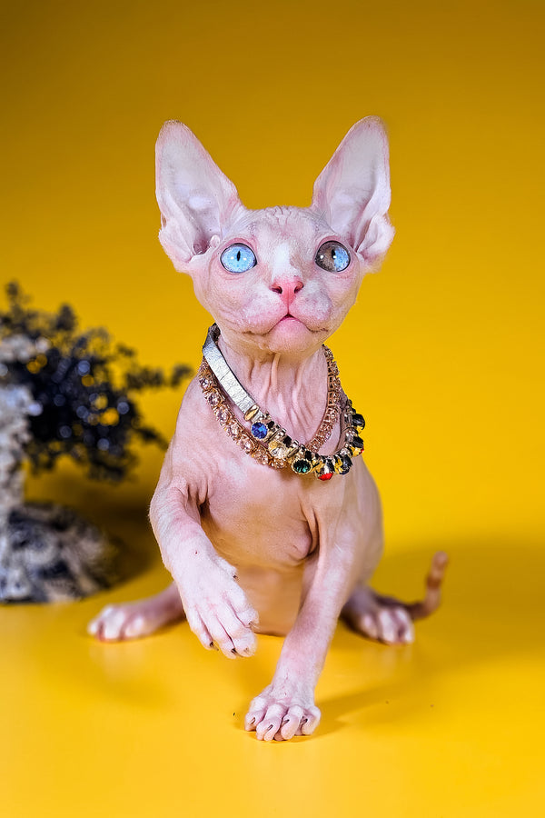 Pharaon | Canadian Sphynx Kitten
