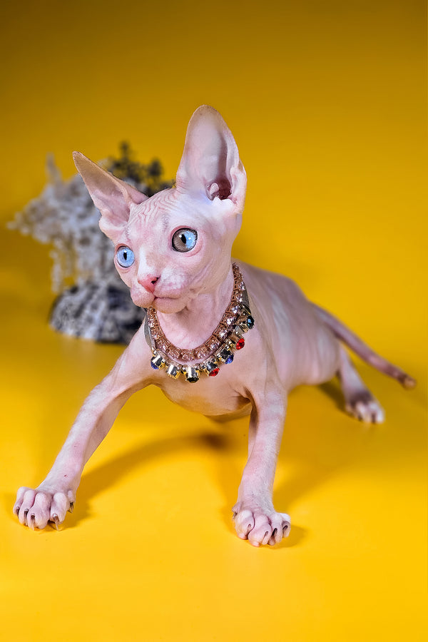 Pharaon | Canadian Sphynx Kitten