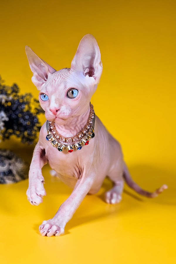 Pharaon | Canadian Sphynx Kitten
