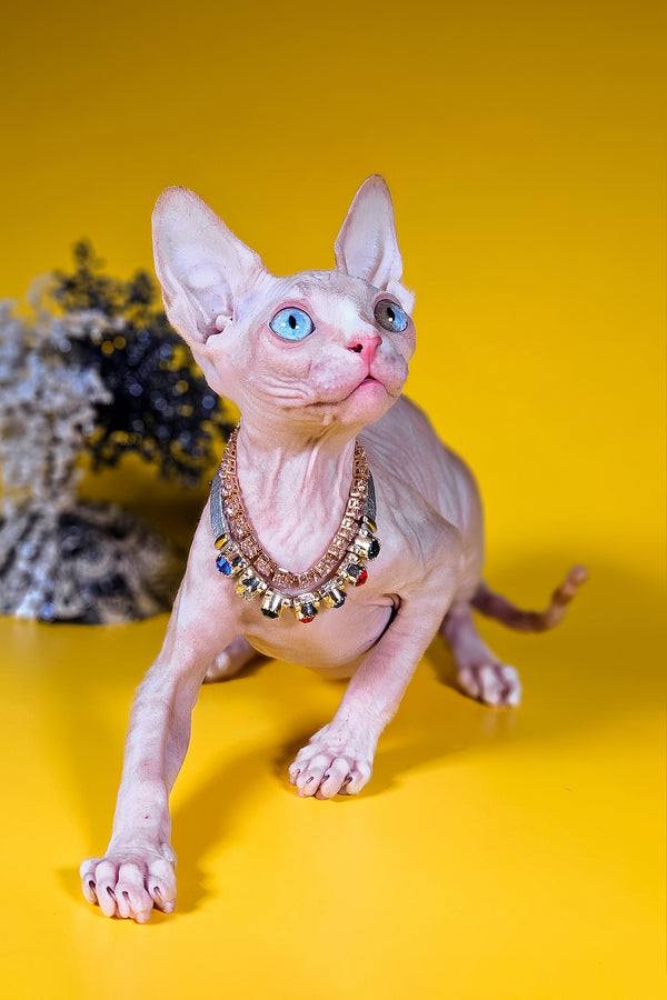 Pharaon | Canadian Sphynx Kitten