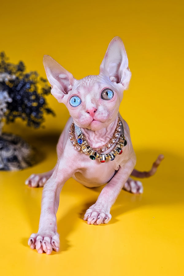 Pharaon | Canadian Sphynx Kitten