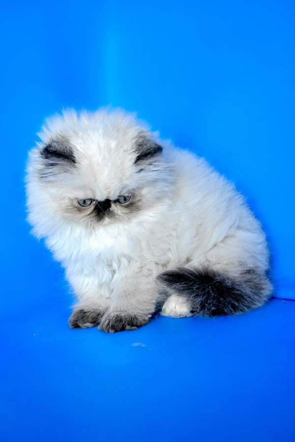 Philadelfia | Persian Kitten