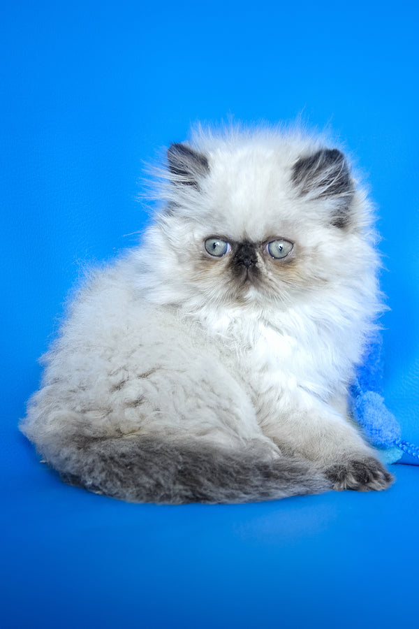 Philadelfia | Persian Kitten