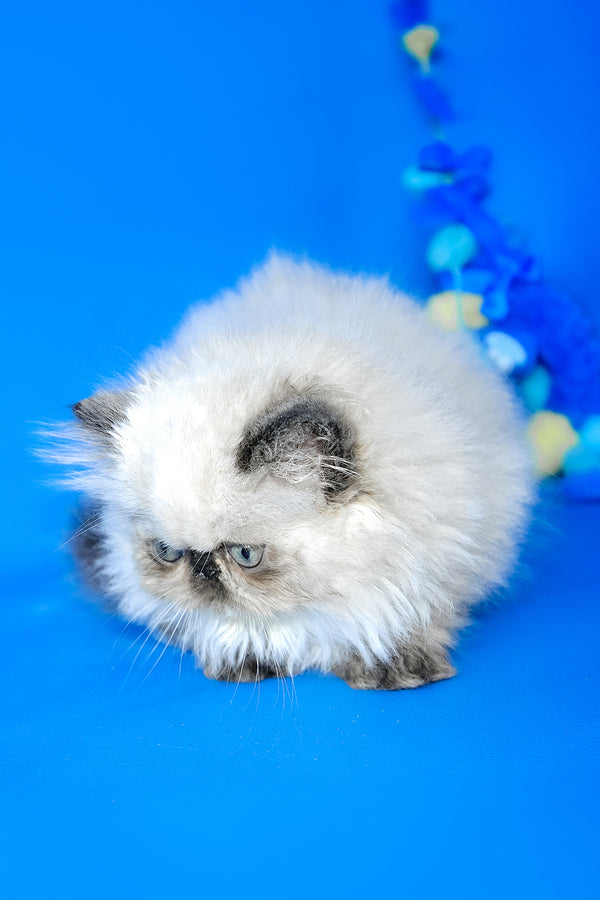 Philadelfia | Persian Kitten
