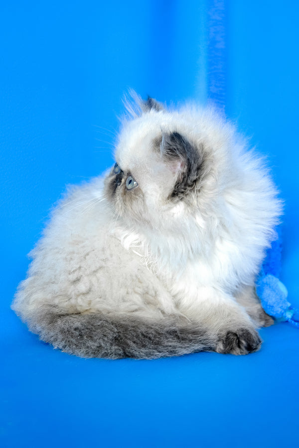 Philadelfia | Persian Kitten