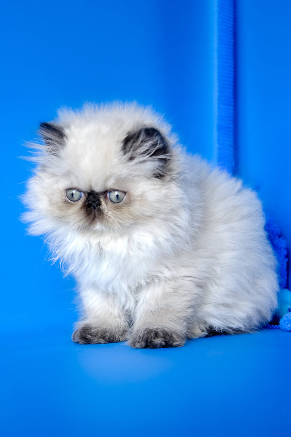Philadelfia | Persian Kitten