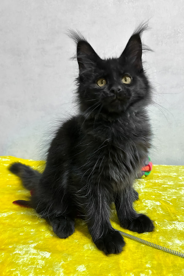 Philip | Maine Coon Kitten