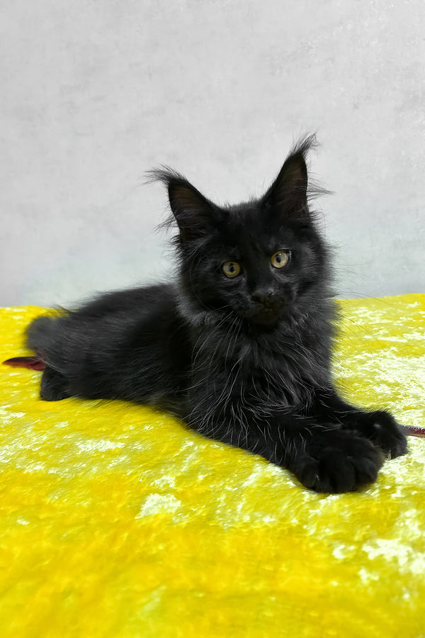 Philip | Maine Coon Kitten