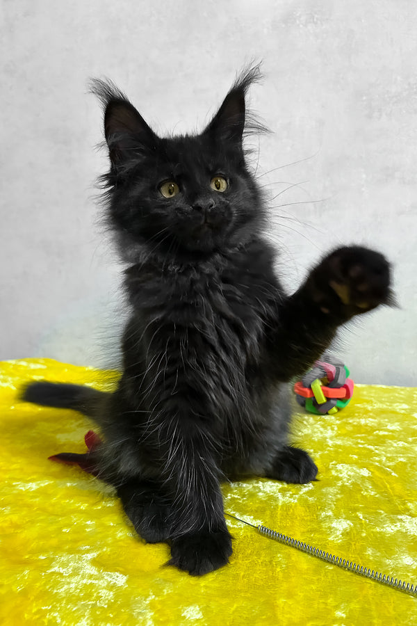 Philip | Maine Coon Kitten
