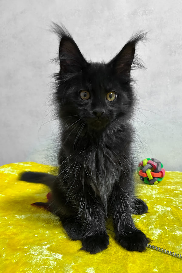 Philip | Maine Coon Kitten
