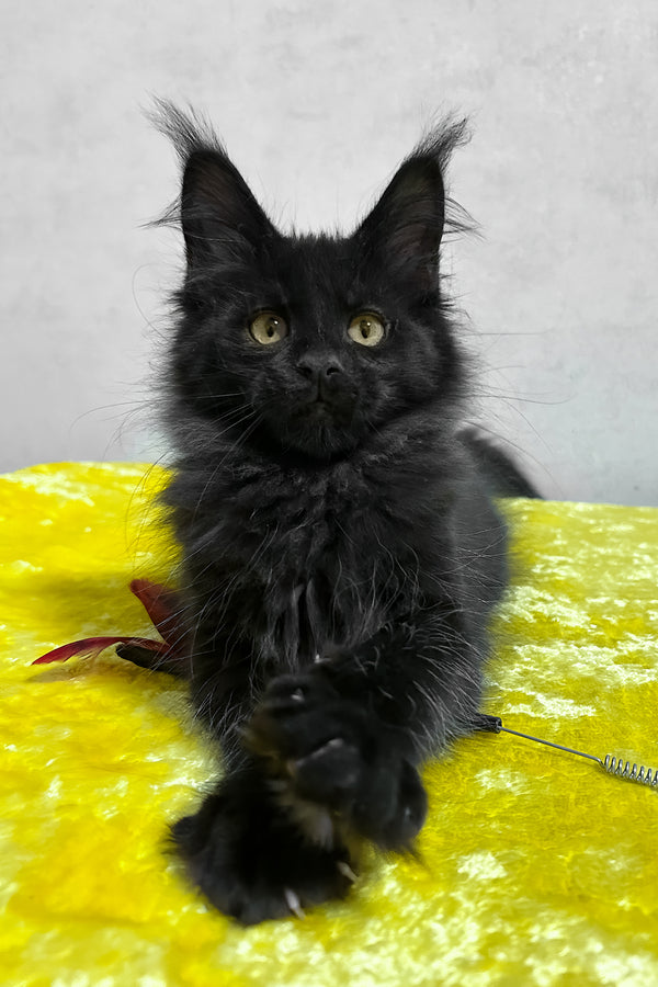 Philip | Maine Coon Kitten