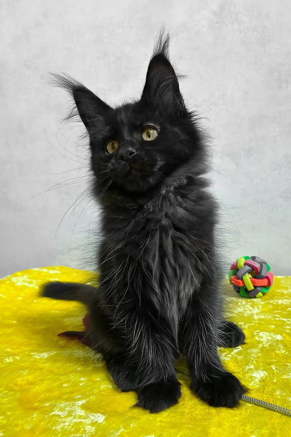 Philip | Maine Coon Kitten