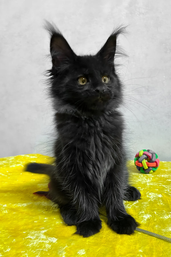 Philip | Maine Coon Kitten