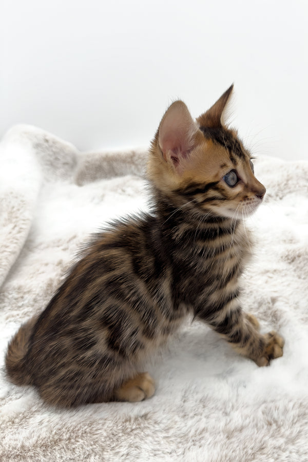 Phoenix | Bengal Kitten